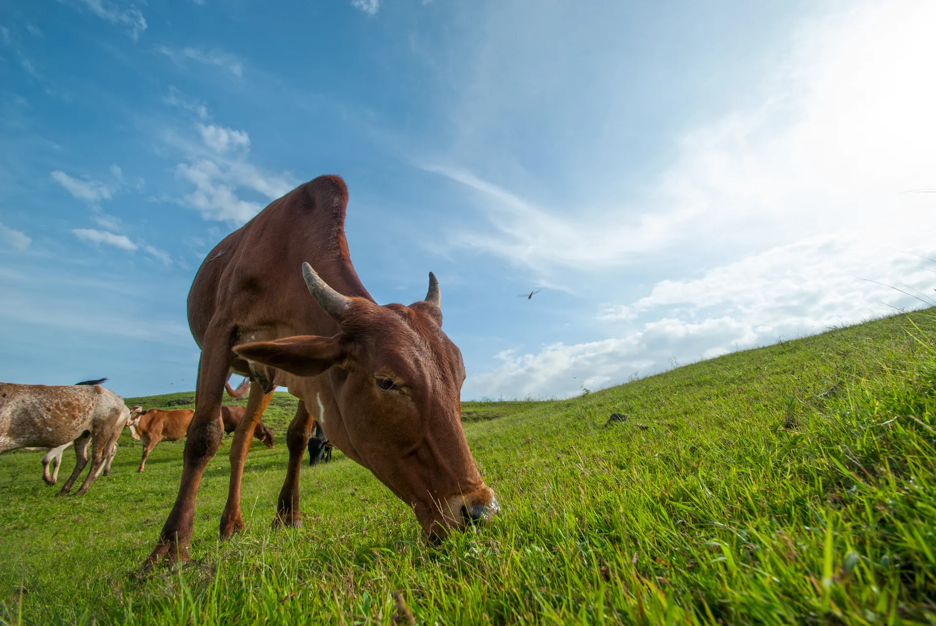 Capineiras, pastos e áreas agro